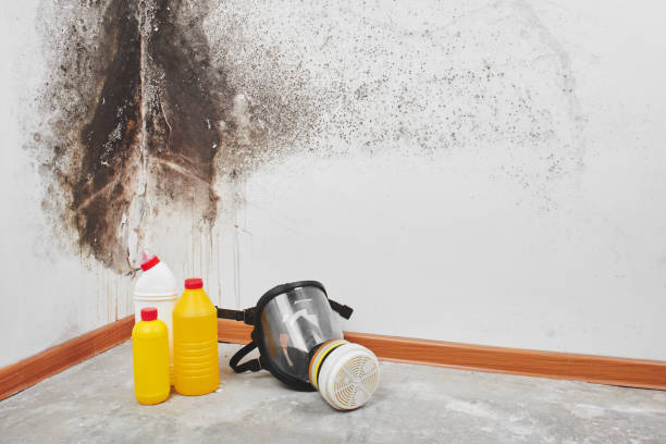 Best White Mold Remediation in Marillo, CA