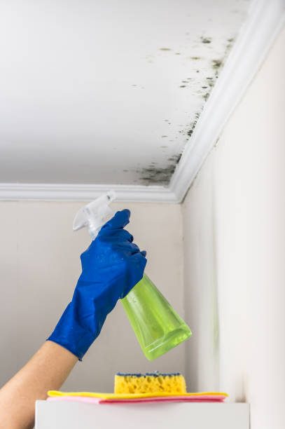Professional Mold Remediation in Camarillo, CA